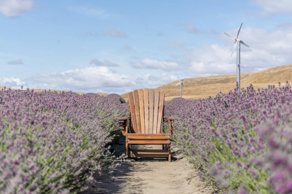 A wooden chair between rows of purple lavender at the NZ Alpine Lavender Farm near Mount Cook National Park.
