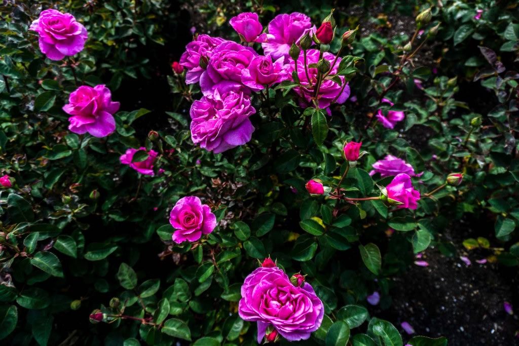 Bright pink roses growing on a bush at the Wellington Botanic Gardens.