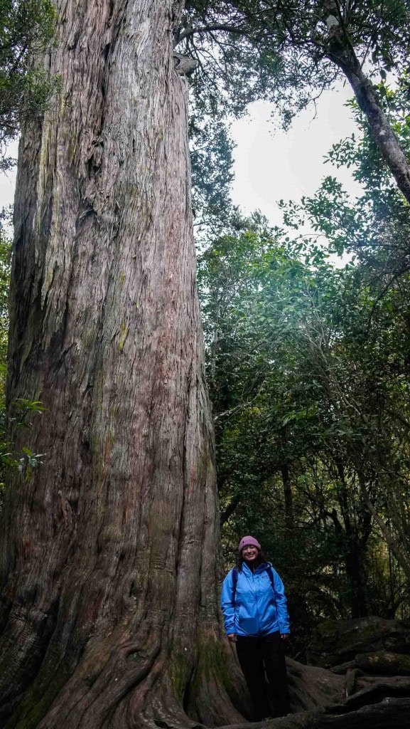 Jac from Weekend Path standing by a very large Totara tree on the Big Tree walk in Peel Forest.