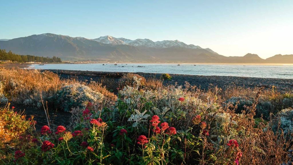 A beach in Kaikoura at sunrise with snow-capped mountains behind the sea and wildflowers in the foreground.