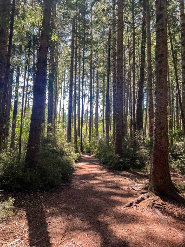 A trail through a pine forest at the Forest Amble Walk in Hanmer Springs.