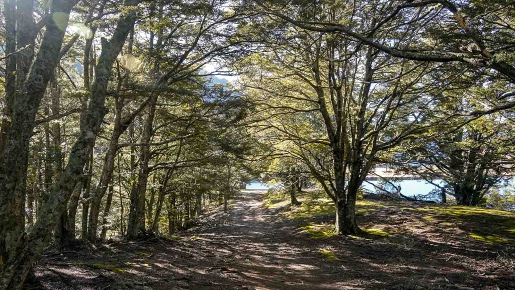 A trail leading through beech trees on a peninsula on the Moke Lake Loop Track.